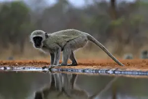 Vervet Monkey (Chlorocebus pygerythrus)