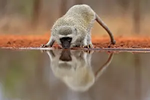 Vervet Monkey (Chlorocebus pygerythrus)