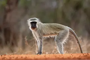 Vervet Monkey (Chlorocebus pygerythrus)