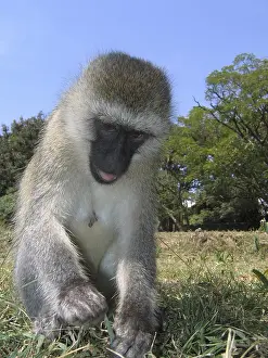 Vervet monkey (Chlorocebus pygerythrus)