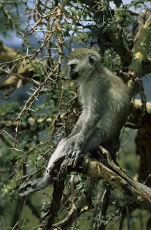 Vervet monkey (Chlorocebus pygerythrus)