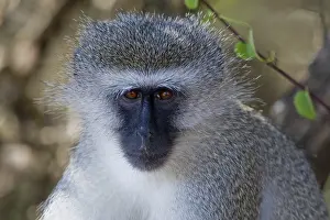 Vervet Monkey (Chlorocebus pygerythrus)