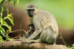 Vervet Monkey (Chlorocebus pygerythrus)