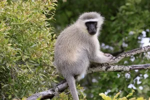 Vervet Monkey (Chlorocebus pygerythrus)
