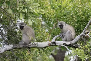 Vervet Monkey (Chlorocebus pygerythrus)