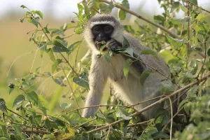 Vervet Monkey (Chlorocebus pygerythrus)