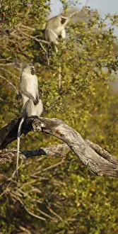 Vervet Monkey, Chlorocebus pygerythrus