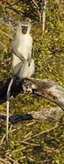Vervet Monkey, Chlorocebus pygerythrus