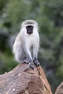 Vervet Monkey (Chlorocebus pygerythrus)