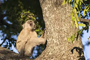 Vervet Monkey (Chlorocebus pygerythrus), Botswana