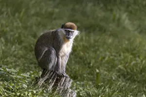 Vervet monkey (Chlorocebus), Tierwelt Herberstein