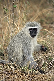 Vervet Monkey, Grivet Monkey (Cercopithecus aethiops)