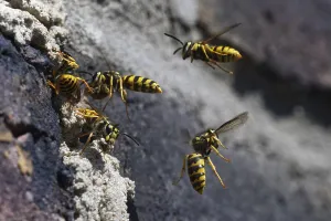 Vespula germanica (Vespula germanica) in front of the entrance to the nest in a house wall