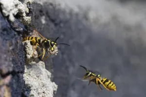 Vespula germanica (Vespula germanica) in front of the entrance to the nest in a house wall