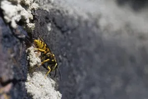 Vespula germanica (Vespula germanica) in front of the entrance to the nest in a house wall