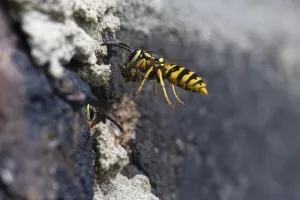 Vespula germanica (Vespula germanica) in front of the entrance to the nest in a house wall