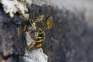 Vespula germanica (Vespula germanica) in front of the entrance to the nest in a house wall