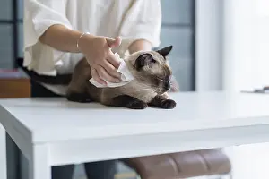 Vet surgeon. Siamese Cat on examination table of veterinarian clinic