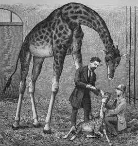 Veterinarian with a calf of a giraffe at Dresden zoo