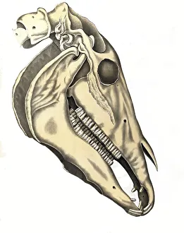 Veterinary medicine, Anatomy, Skull bone of a horse