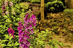 Vibrant bush of foxglove flowers (Digitalis purpurea) in a garden with lush greenery in Hampyeong