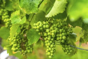 Vibrant clusters of green grapes hang amidst lush leaves