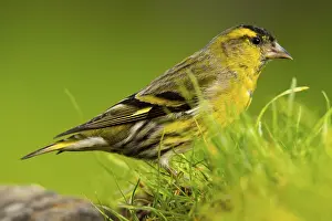 A vibrant Eurasian Siskin, Spinus spinus