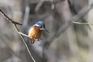 A vibrant kingfisher bird, distinguished by its bright blue and orange plumage
