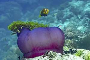A vibrant magnificent sea anemone