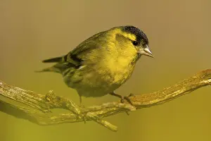A vibrant male Eurasian Siskin