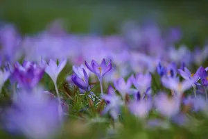 Vibrant purple crocuses cover the meadow and embody the colourful splendour of spring