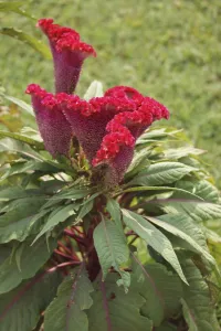 Vibrant red flower named plumed cockscomb