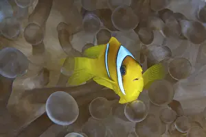 Framed Print : Vibrant Two-banded Anemonefish peeking through translucent tentacles in a symbiotic setting