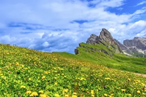 Vibrant wildflowers blooming on the slopes of seceda mountain in the dolomites
