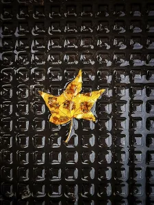 A vibrant yellow leaf rests peacefully on a black textured surface