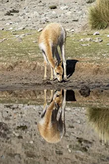 Vicuna (Lama vicugna), Catamarca Province