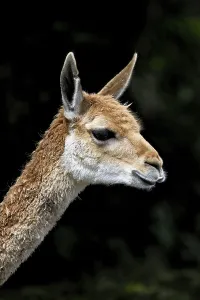 Category Wildlife DE Prints: Vicuna (Vicugna vicugna), animal portrait
