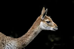 Vicuna (Vicugna vicugna), animal portrait