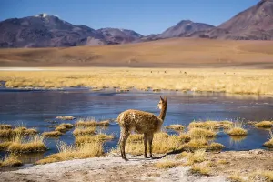 Vicuna (vicugna vicugna) or vicuna on a lake