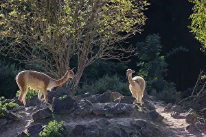 Two vicunas (Lama vicugna) stand on rocky terrain under a tree in a backlit scene