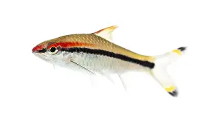 Side vie of a Denison barb, fish