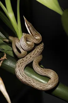 Vietnamese long-nosed snake (Rhynchophis boulengeri)