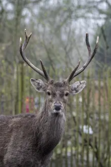Vietnamese sika deer (Cervus nippon pseudaxis)