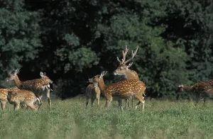 Vietnamese Sika Deer (cervus nippon) pseudaxis