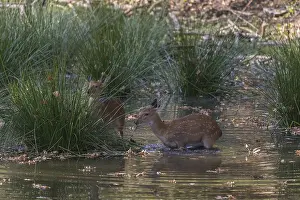 Vietnamese Sika Deer doe, Cervus nippon pseudaxis