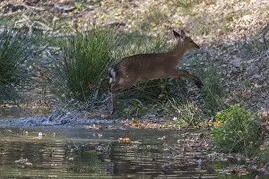 Vietnamese Sika Deer doe, Cervus nippon pseudaxis