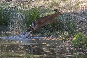 Vietnamese Sika Deer doe, Cervus nippon pseudaxis