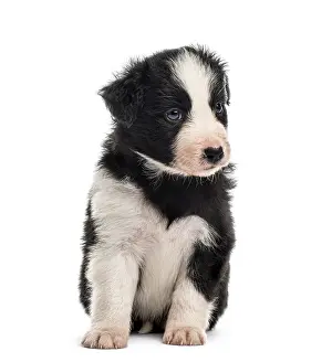 Front view of a 21 days old crossbreed puppy sitting isolated on white