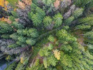 Top Down View, aerial view of coniferous forest