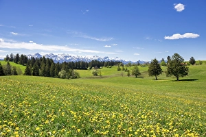 Category Mountain Landscapes Prints: View of the Allgaeu Alps, dandelion meadow
